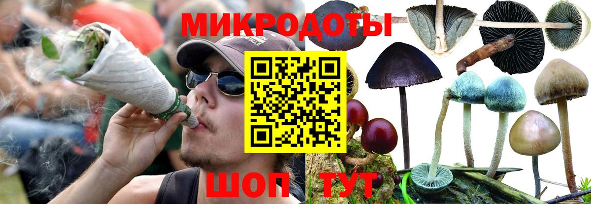 Галлюциногенные грибы Psilocybe Заволжье
